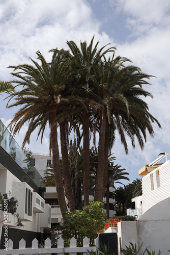 Palm leaves Tree Grand canaria poster print vaccation flyer  travel exotic sun, tropical