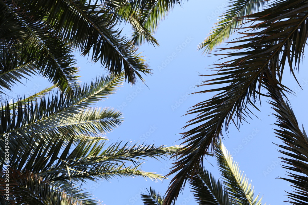 Fototapeta premium Palm leaves Tree Grand canaria poster print vaccation flyer travel exotic sun, tropical