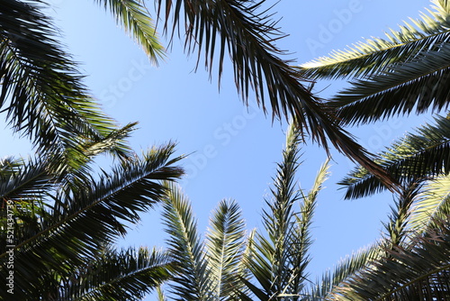 Palm leaves Tree Grand canaria poster print vaccation flyer travel exotic sun, tropical