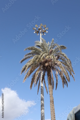 Palm leaves Tree Grand canaria poster print vaccation flyer  travel exotic sun, tropical