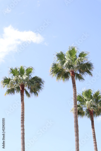 Palm leaves Tree Grand canaria poster print vaccation flyer  travel exotic sun, tropical