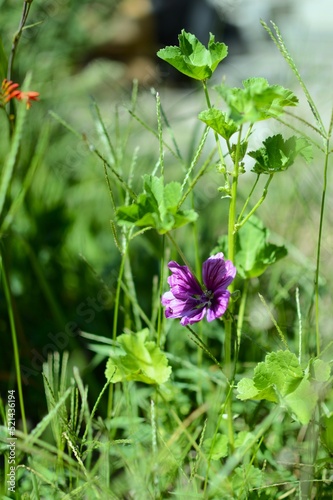 Moorish mallow: A small flower in the garden