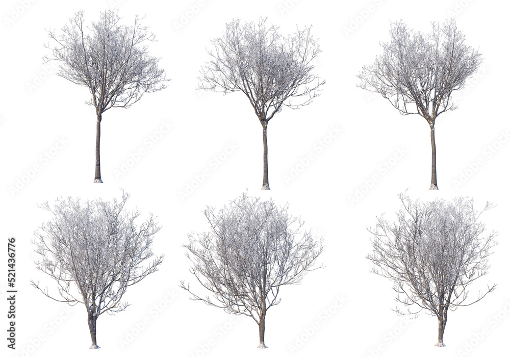 Fototapeta premium Trees and mountains in winter on a white background with clipping paths.