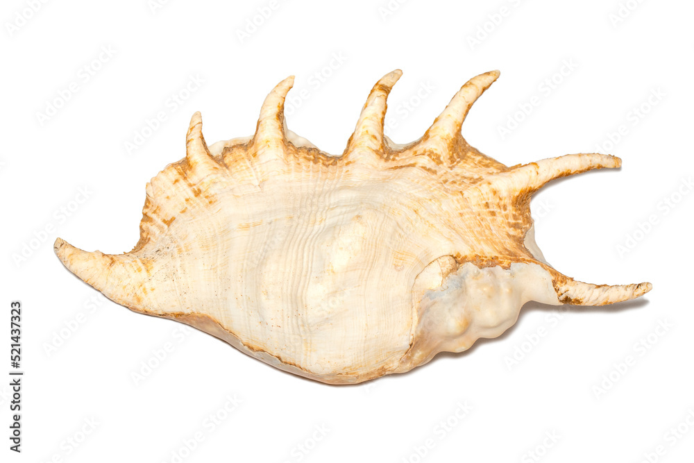 Image of spider conch seashell (Lambis truncata) on a white background. Sea shells. Undersea Animals. Image of spider conch seashell (Lambis truncata) on a white background. Sea shells. Undersea Animals.