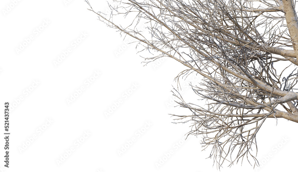 custom made wallpaper toronto digitalTrees and mountains in winter on a white background with clipping paths.