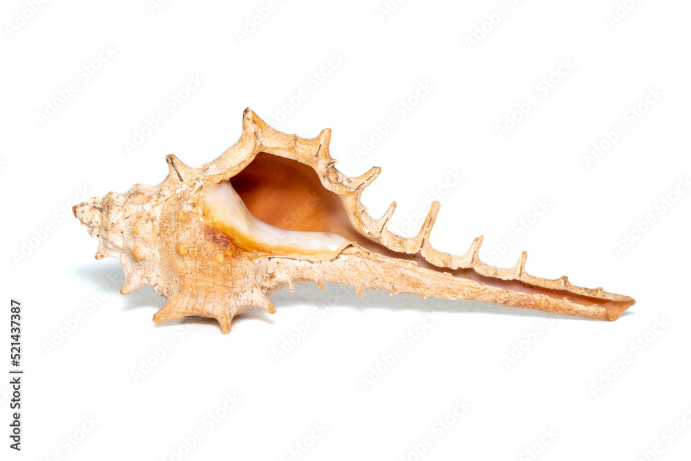 Image of thorn conch shell on a white background. Undersea Animals. Sea shells. Image of thorn conch shell on a white background. Undersea Animals. Sea shells.