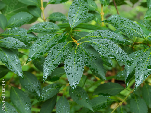 raindrops on the leaves