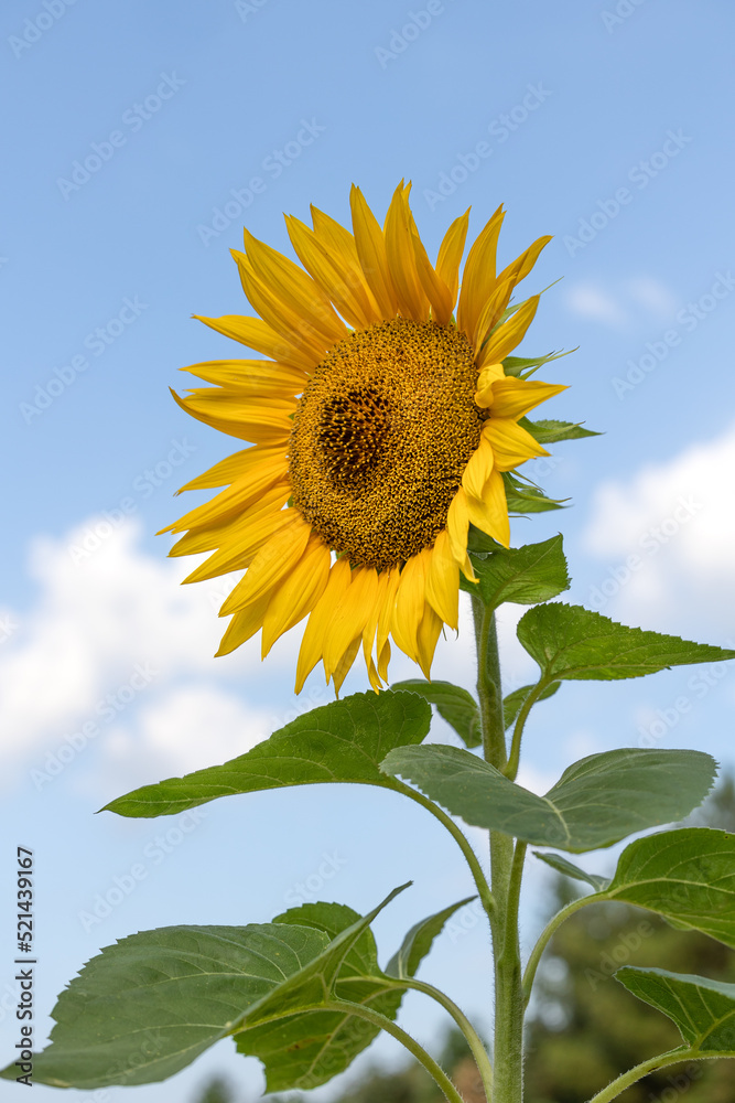 sunflower on blue sky background sunflower on blue sky background