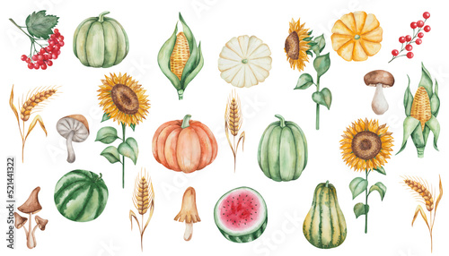 Watercolor illustration of hand painted pumpkins, watermelon, sunflowers, ear of rye, spike of wheat, rowan berry, mushroom, corn. Autumn harvest of vegetables. Isolated food clip art for Thanksgiving