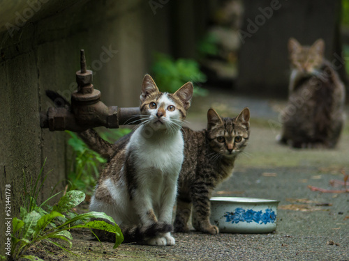 yard kittens