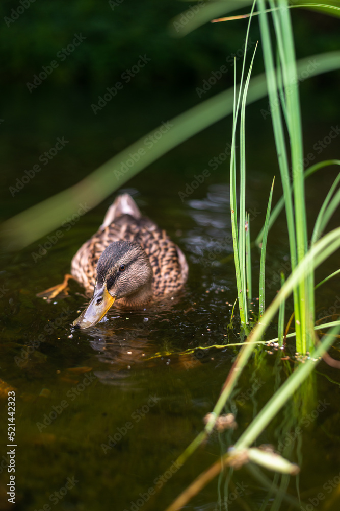 ducks in lake ducks in lake