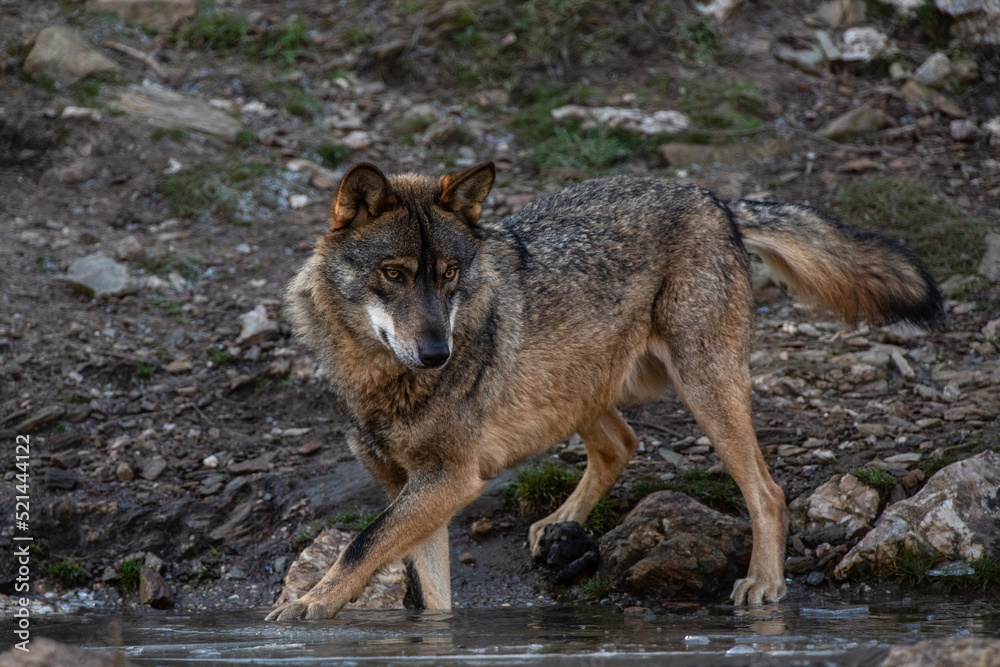Obraz premium Wolf