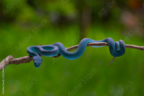 Trimeresurus insularis (Indonesian pit viper, Lesser Sunda Islands pit viper, Sunda white-lipped pit viper) is a venomous pit viper species found in eastern Java and the Lesser Sunda Islands, Indonesi photo