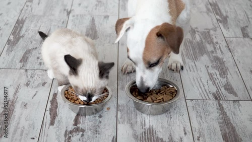 Cute kitten and puppy eating food from bowl together