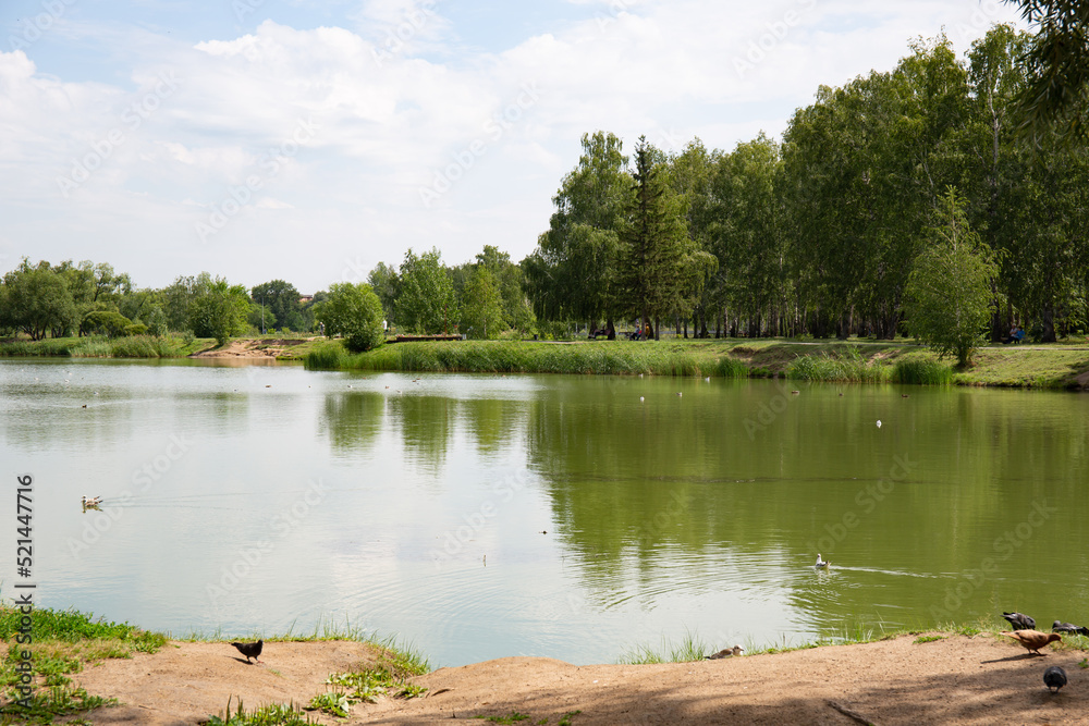 Waterfowl in the old lake in the park named after the 30th anniversary of the Komsomol of the city of Omsk in summer