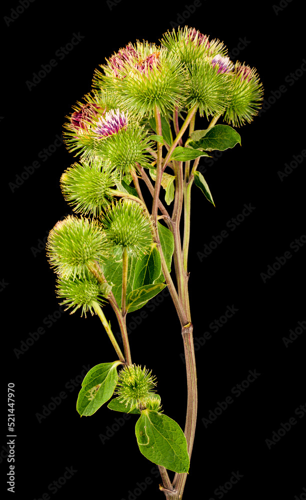 Burdock isolated on black background. Burdock isolated on black background.