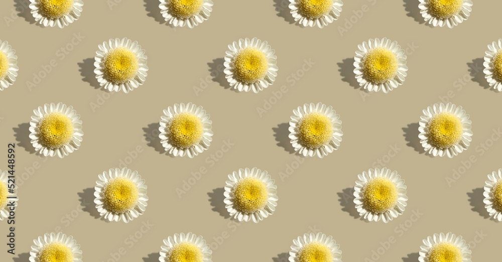 Pattern from chamomile flowers on beige background. Summer, spring, holiday floral concept. Mother day. Banner. Camomile, daisy. Design for wrapping paper, fabrics. Seamless pattern for wallpaper