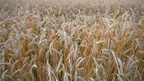 wheat field. harvesting cereals. the rye is ripe.