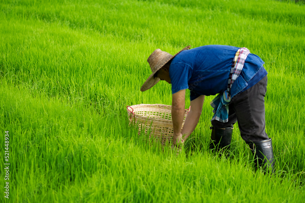 Asian man farmer is working at paddy field. Get rid of grass or weeds in rice field by hands. Concept : Agricultural occupation. Organic farming. No chemical using. Use natural ways to do agriculture.