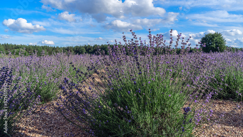 Lavender flower field. Blooming Violet fragrant lavender flowers. Harvest perfume ingredient, aromatherapy.