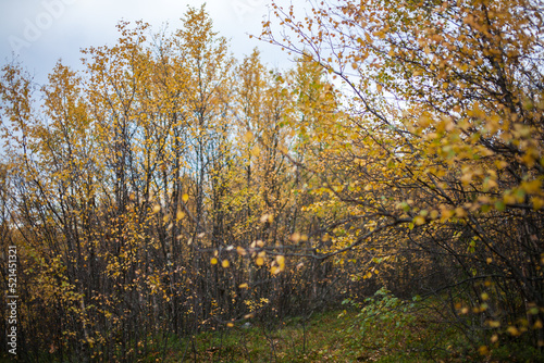 Autumn Landscape in Sami Village, Murmansk, Russia photo