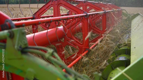 The thresher of a combine harvester cuts ripe wheat in the field. Grain harvest.