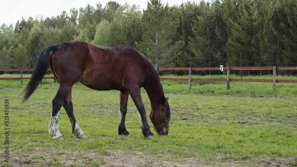 A chestnut-colored stallion grazes in a paddock. There is no one in the frame next to the animal. The horse eats calmly and wags its tail. In the background is a coniferous forest A chestnut-colored stallion grazes in a paddock. There is no one in the frame next to the animal. The horse eats calmly and wags its tail. In the background is a coniferous forest