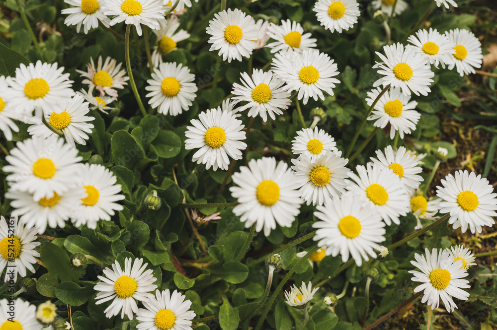 daisies in sunlight with bee on blooming flower. Nature and selective focus close up