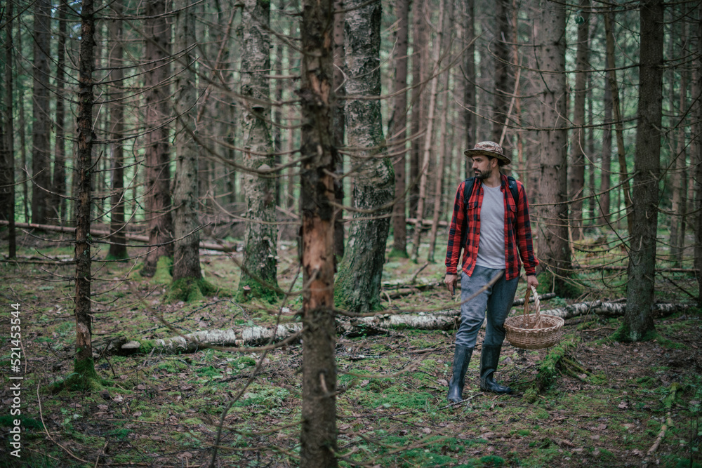 A young male mushroom picker with a large basket looks for, collects mushrooms in the forest. A young male mushroom picker with a large basket looks for, collects mushrooms in the forest.