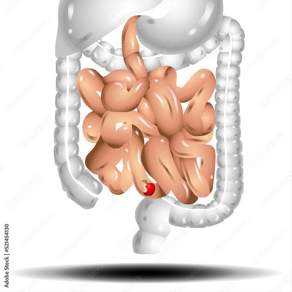 Intestines. Realistic flat vector illustration of small and large intestine. Human internal organ, digestive tract on white background Intestines. Realistic flat vector illustration of small and large intestine. Human internal organ, digestive tract on white background