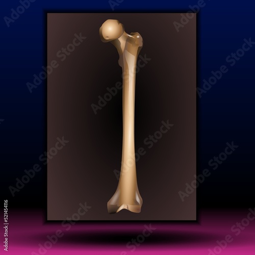 Bone marrow - Human bone structure - vector illustration photo