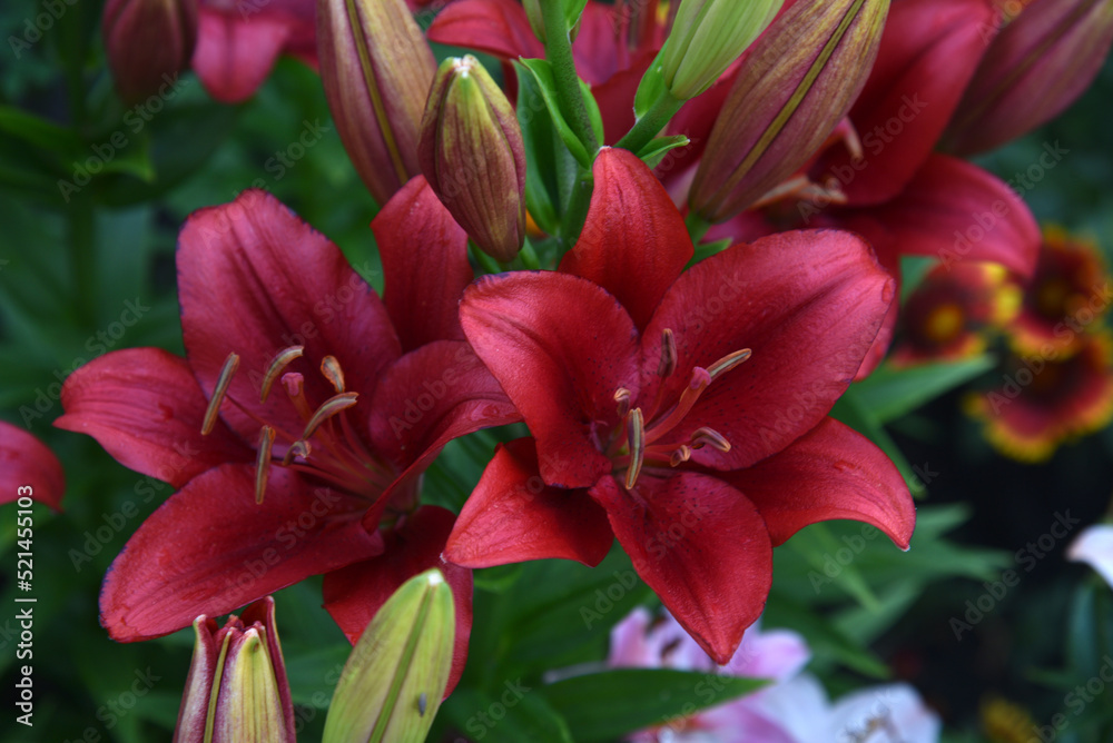 Red burgundy lily flowers close-up in the garden in summer.