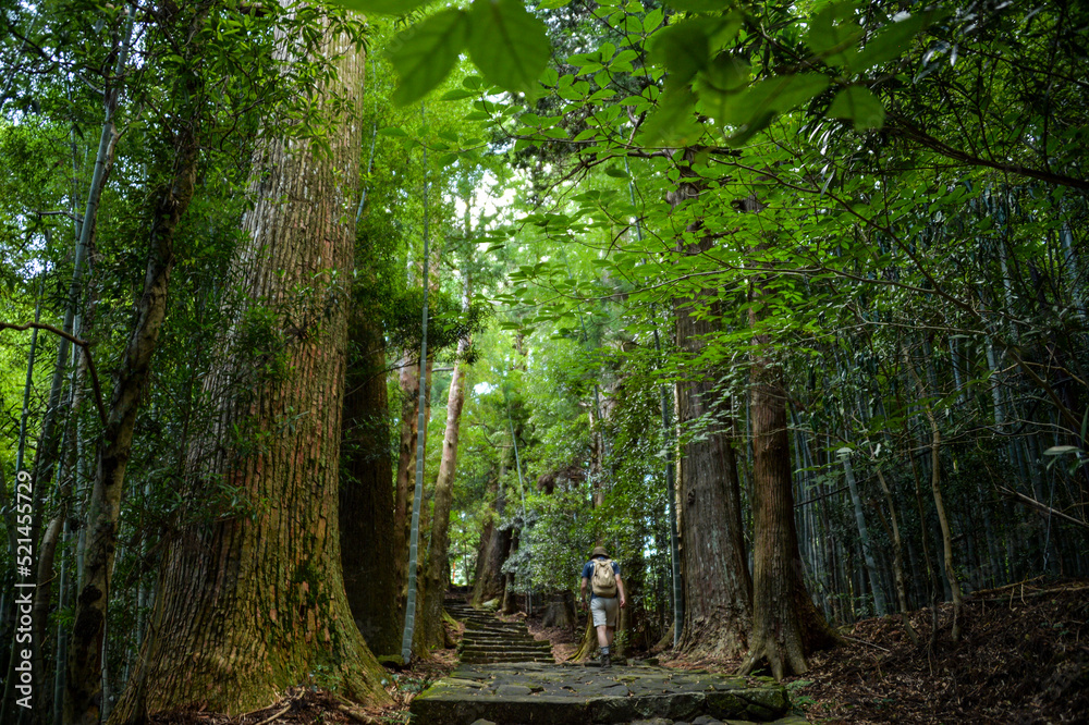 熊野古道を歩いている写真 熊野古道を歩いている写真