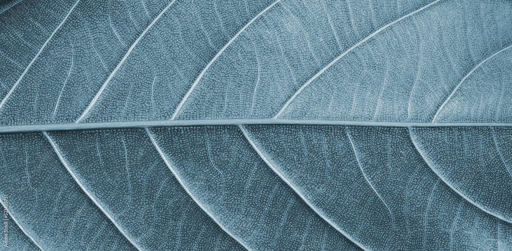 Obraz premium close up of leaf
