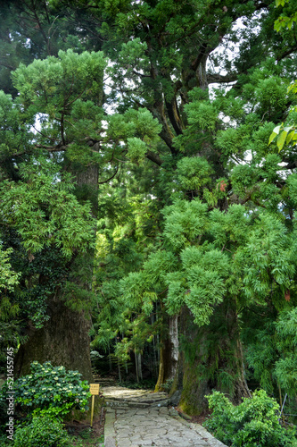 世界遺産、熊野古道、夫婦杉のある石畳