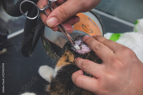 A pet groomer cleans the ear canal of a cat wearing a pet cone with a cotton ball wrapped around a pair of forceps. At a pet salon or vet clinic. photo