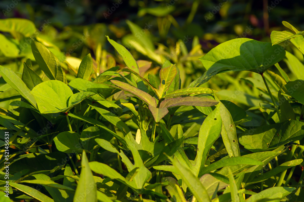 Fototapeta premium Sweet potato (Ipomoea batatas) leaves, called Ubi Jalar in Indonesia