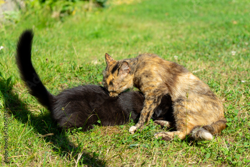 Cat with catty in the grass