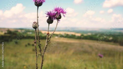 a wild flower shaking in the wind on a hilltop in wild alpine landscape on a cloudy sunny summer day changing weather light shifting focus from foreground to infinity landscape the background 4k