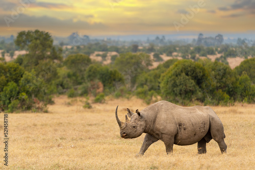 Black rhino male, Diceros bicornis, Ol Pejeta Conservancy, Kenya, East Africa   photo