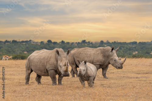 Fényképezés White rhino family during the sunset, square-lipped rhinoceros, Ceratotherium si
