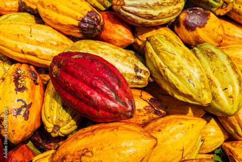Close up of yellow, red and greenish cacao pods during harvest