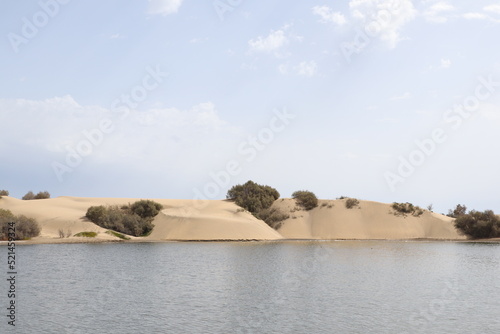 Sand dunes closeup poster print desert trees 
