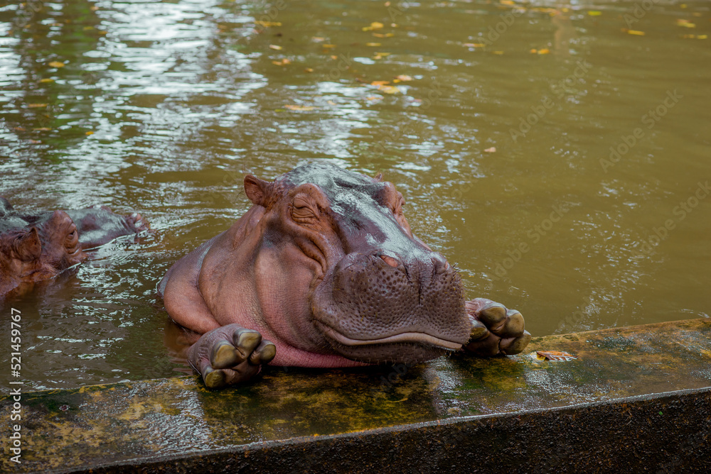 Fototapeta premium Hippopotamus. The hippopotamus is a large, omnivorous mammal of the Hippopotamidae family, native to sub-Saharan Africa.