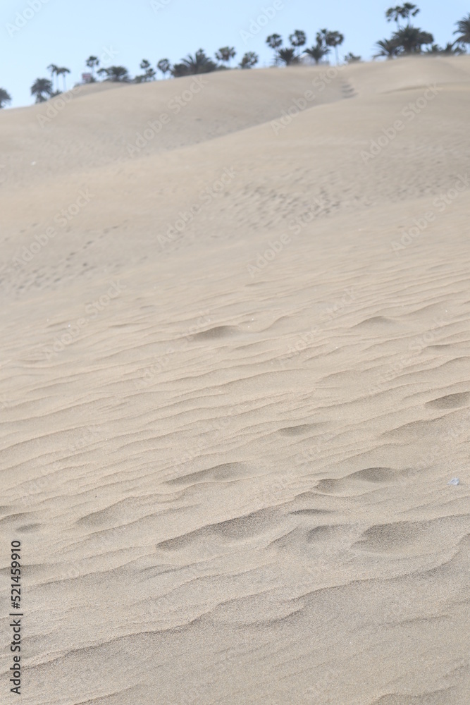 Sand dunes closeup poster print desert trees Sand dunes closeup poster print desert trees