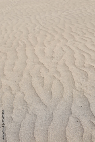 Sand dunes closeup poster print desert trees 