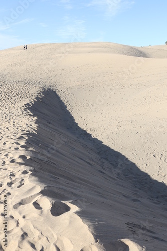 Sand dunes closeup poster print desert trees 