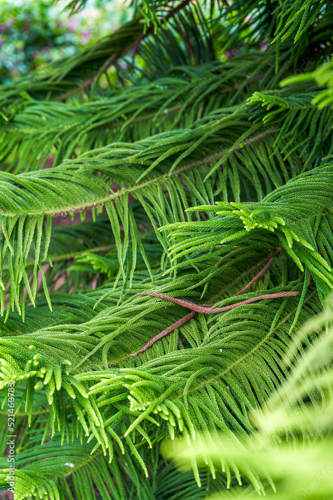 Close-up of a lush pine tree and pine branches and leaves in the park Close-up of a lush pine tree and pine branches and leaves in the park