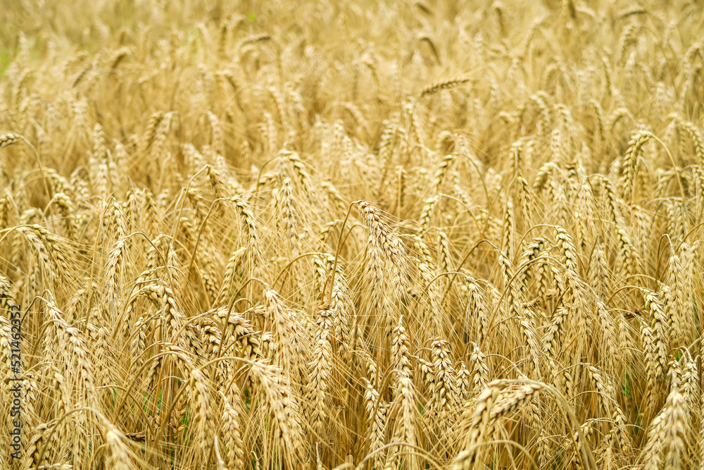 field of ripe yellow wheat. food crisis concept field of ripe yellow wheat. food crisis concept