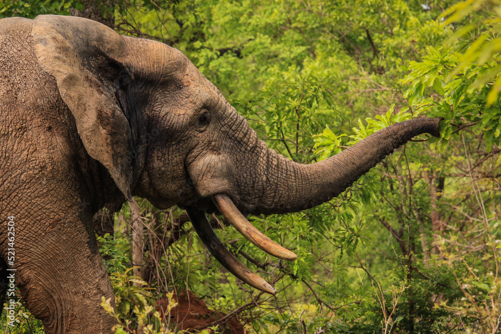 Obraz premium Beautiful Wild African Elephants in the Mole National Park, the largest wildlife refuge in Ghana, West Africa